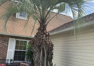 Backyard Landscaping Service