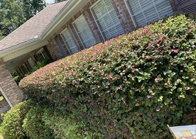 Local Landscaper