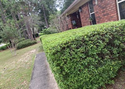 Professional Tree Trimming