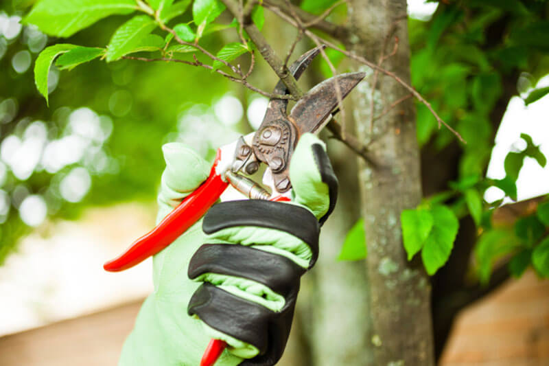 Shrub Removal
