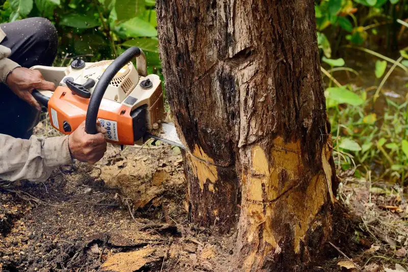 Tree Removal Service Tree Removal Service