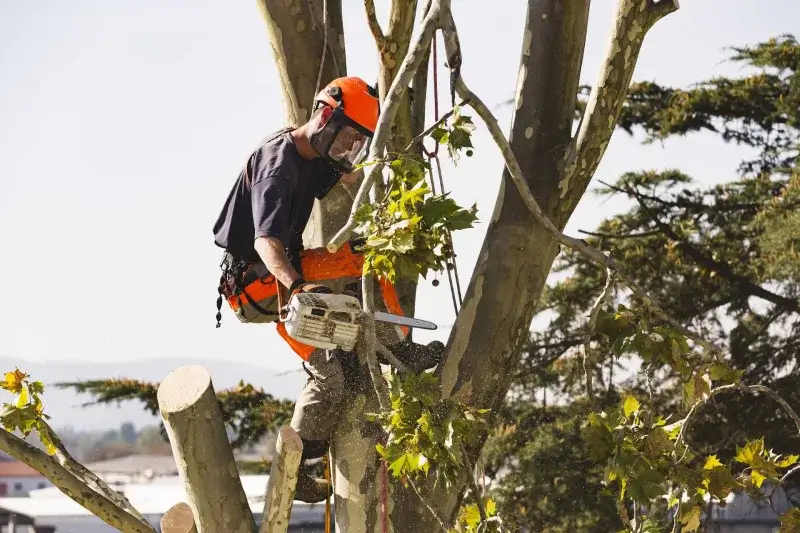 Tree Service Tree Service
